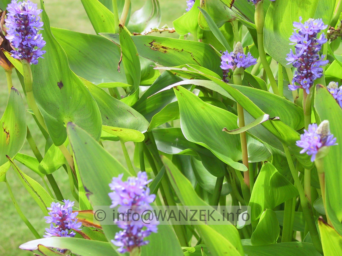 Pontederia cordata - Bluehend.JPG